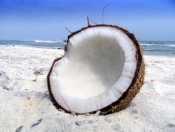 coconut-open